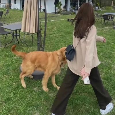 卫星女孩和奶牛
